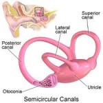 Semi-Circular Ear Canals